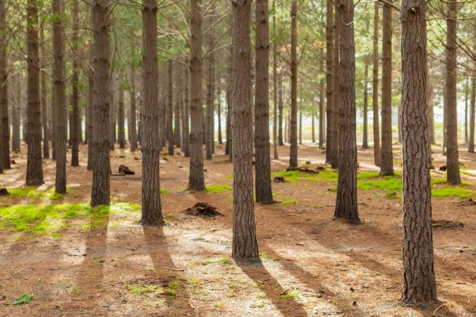 Fazendo A Diferença: Compromisso De Sustentabilidade Ambiental Da Fabribam Gabinetes