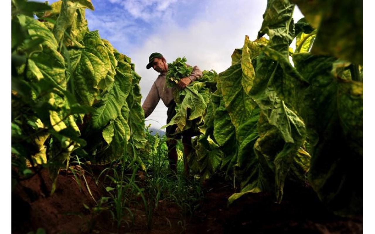 Fetaesc lança campanha para que produtores de fumo reduzam quantidade de tabaco plantada para próxima safra