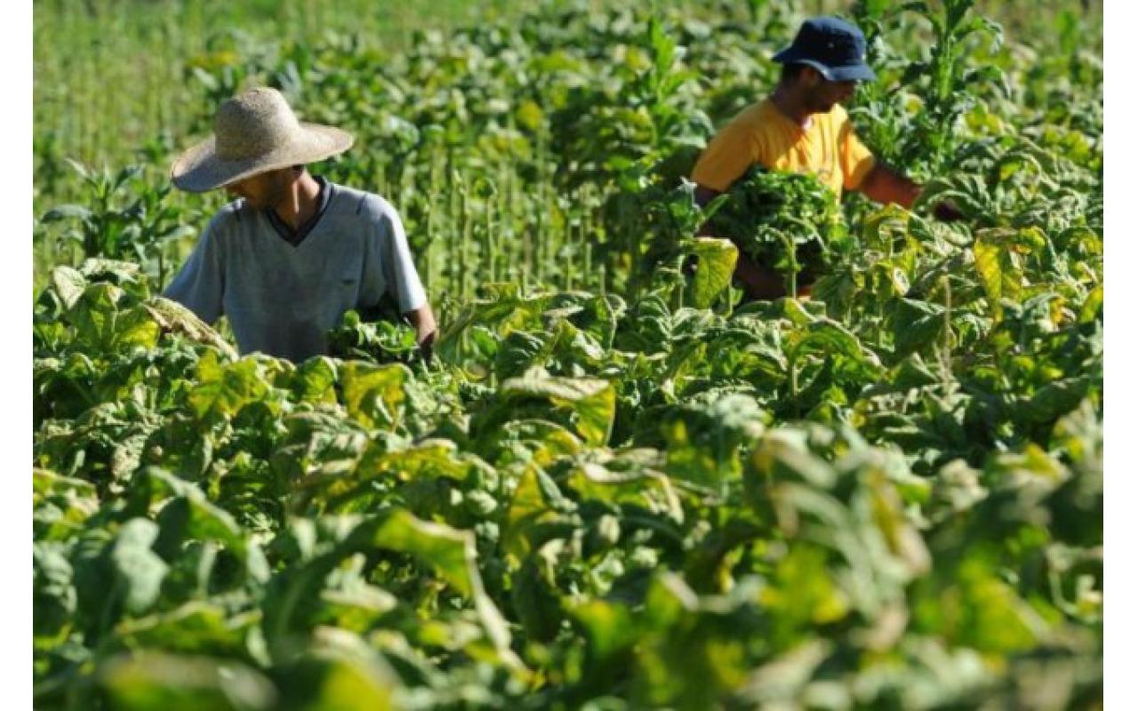 Falta de mão de obra faz com que produtores de fumo reduzam produção de tabaco no Brasil