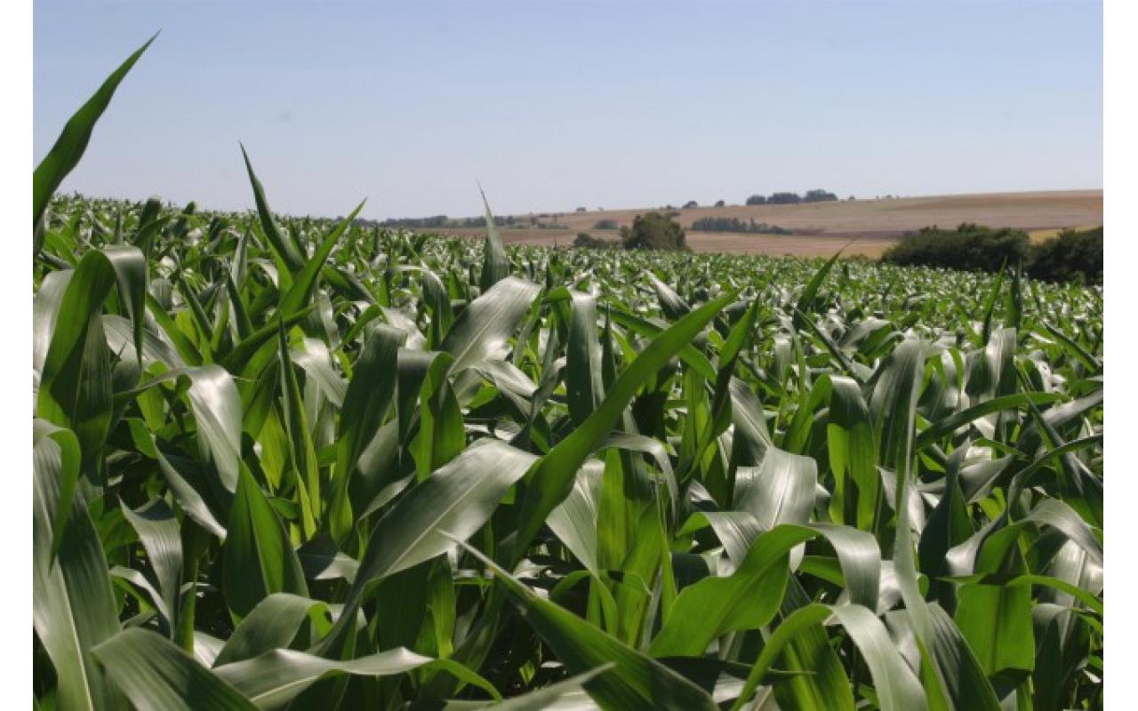 SINDITABACO orienta produtores para plantio de milho e feijão pós-colheita do fumo