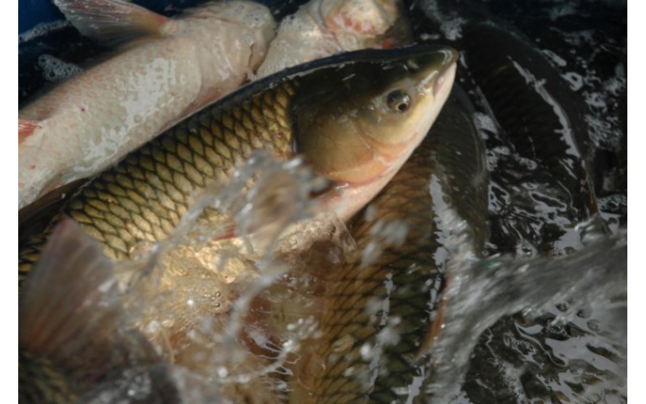 Aurora realiza na próxima semana mais uma edição da feira do peixe vivo