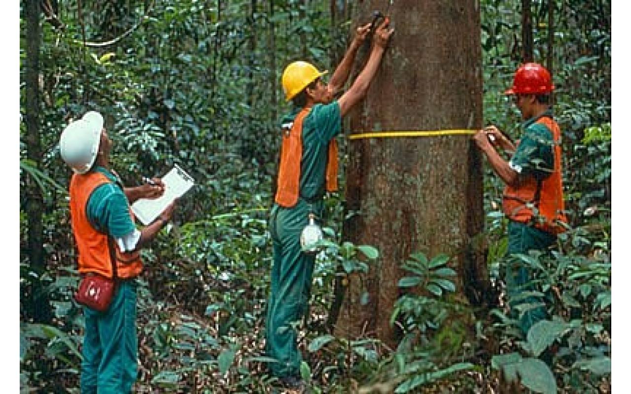 Julho é o mês que se comemora o Dia do Engenheiro Florestal