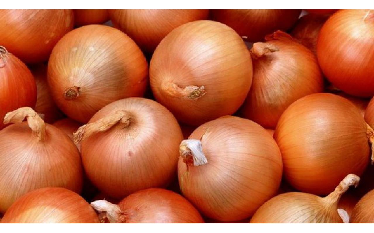 Com alta no preço da cebola, agricultores ficam otimistas no final da safra