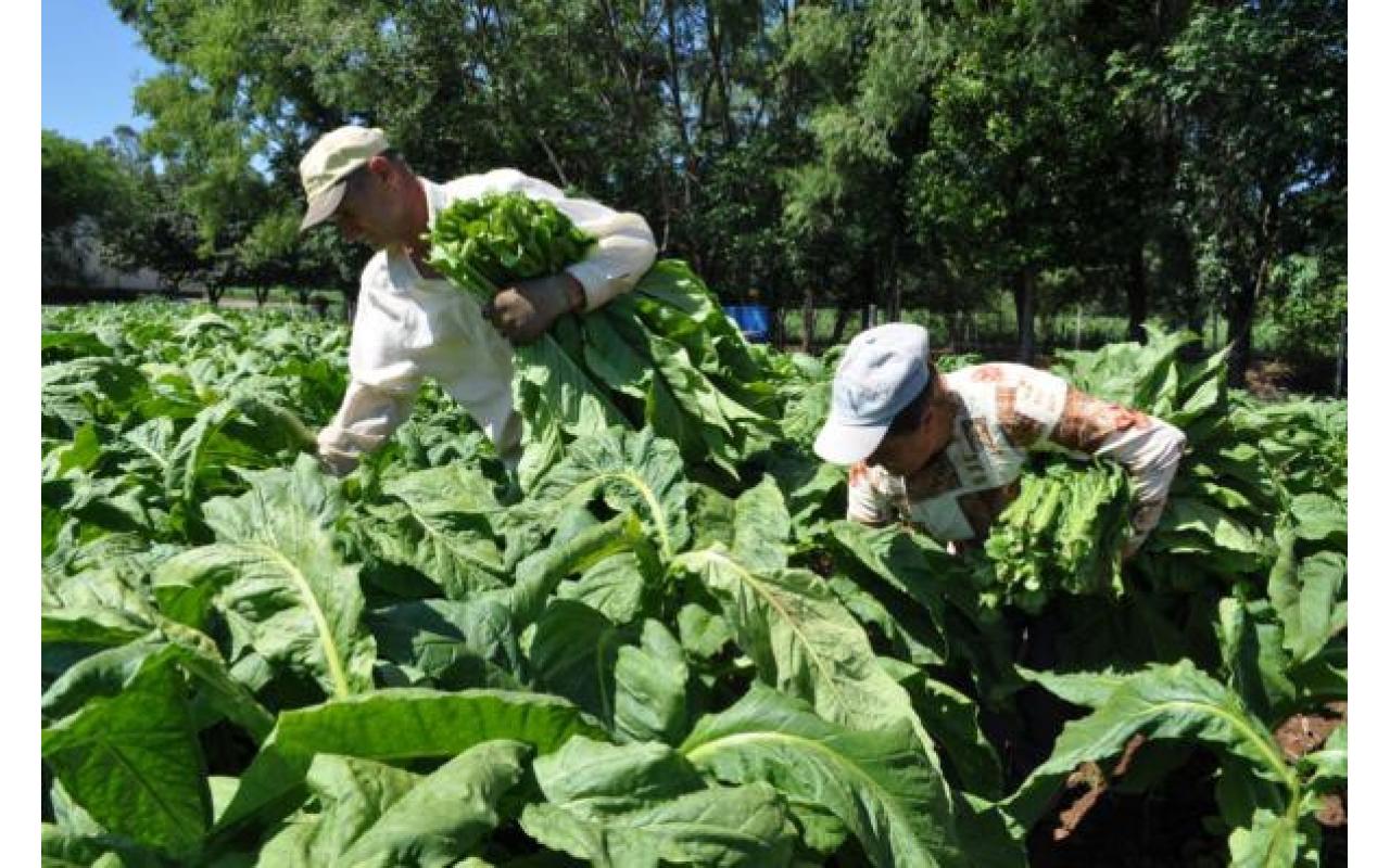 Dia do Produtor de Fumo vai ser comemorado em outubro em Santa Catarina