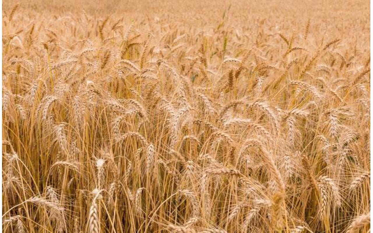 Alto Vale possui grande potencial para cultura de cereais de inverno como trigo e triticale