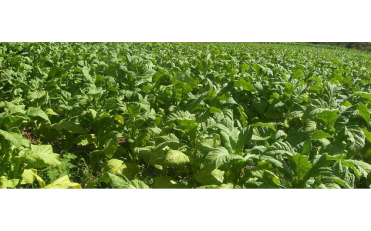 Cidasc iniciou em fevereiro acompanhamento da comercialização do tabaco catarinense junto às fumageiras