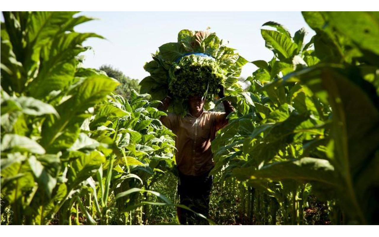 Com seca e granizo Afubra estima redução na produção de fumo na região Sul