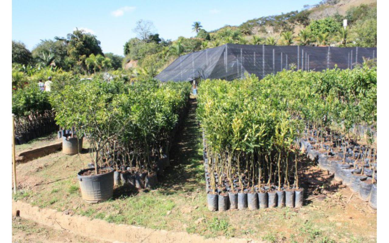 Campanha de mudas frutíferas vai ser realizada em Leoberto Leal