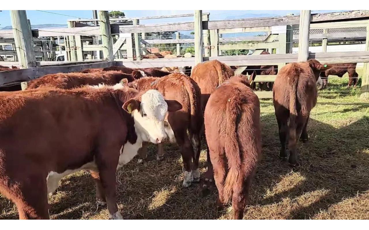 Feira do Gado em Alfredo Wagner é sucesso de vendas