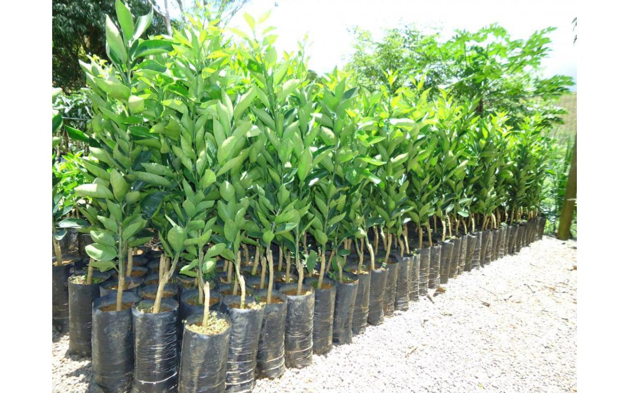 Abertas inscrições para campanha de mudas frutíferas em Chapadão do Lageado
