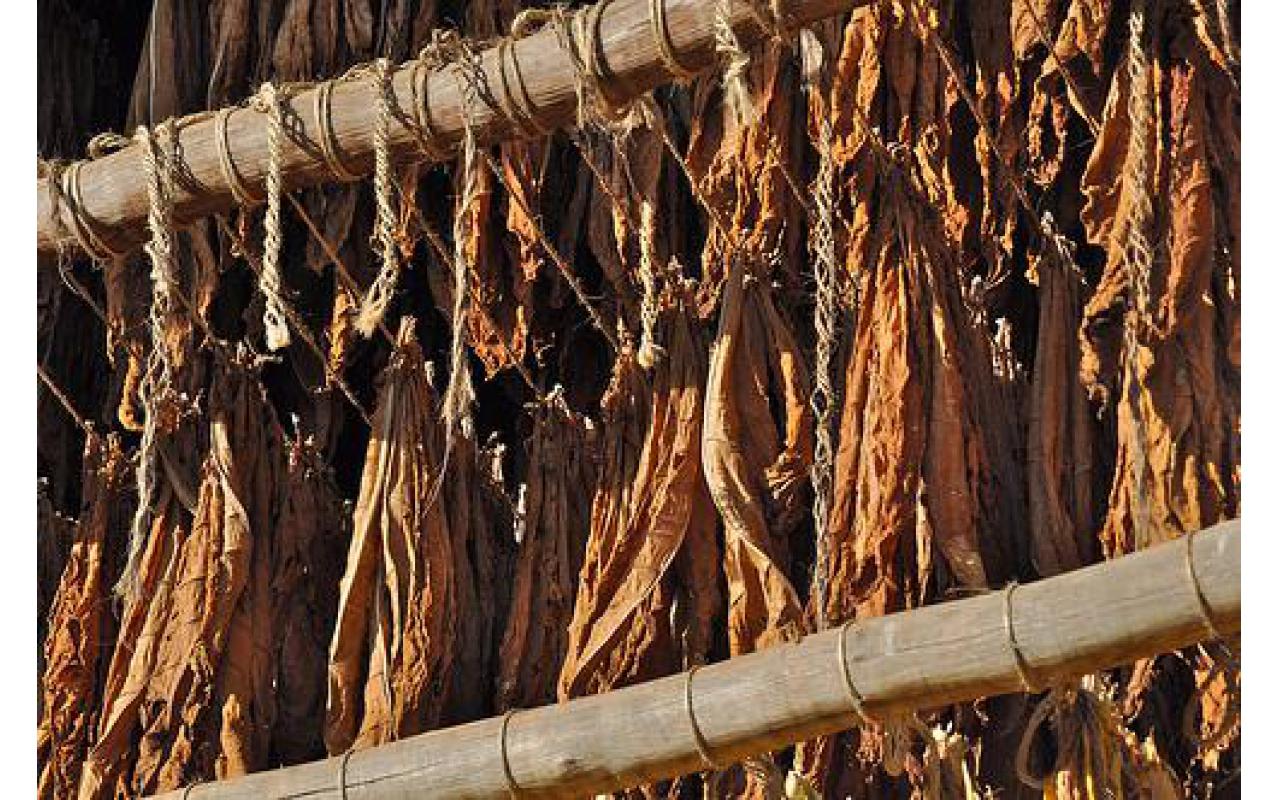Afubra estima queda de mais de 15% na safra de tabaco