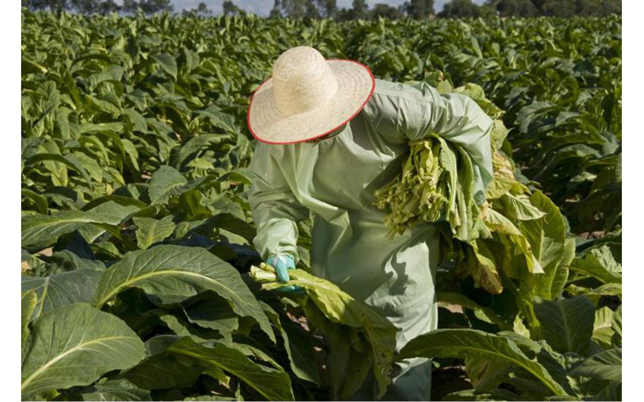 Afubra orienta fumicultores para que colham o tabaco maduro