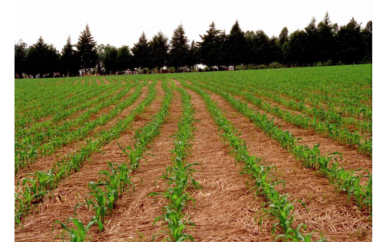 Agricultores da Região da Cebola apostam na diversificação de culturas nas propriedades