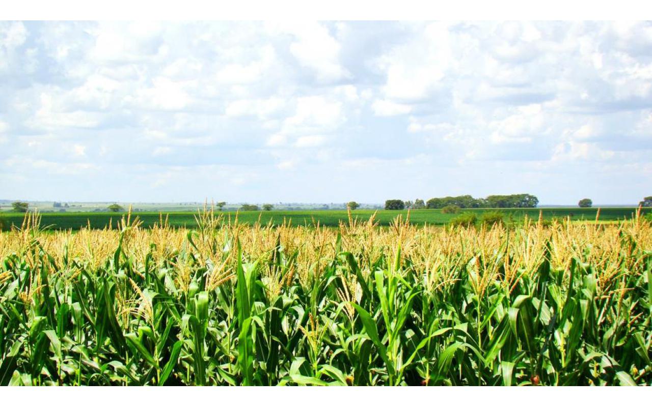 Agricultores da região podem apostar no milho safrinha para incrementar a renda