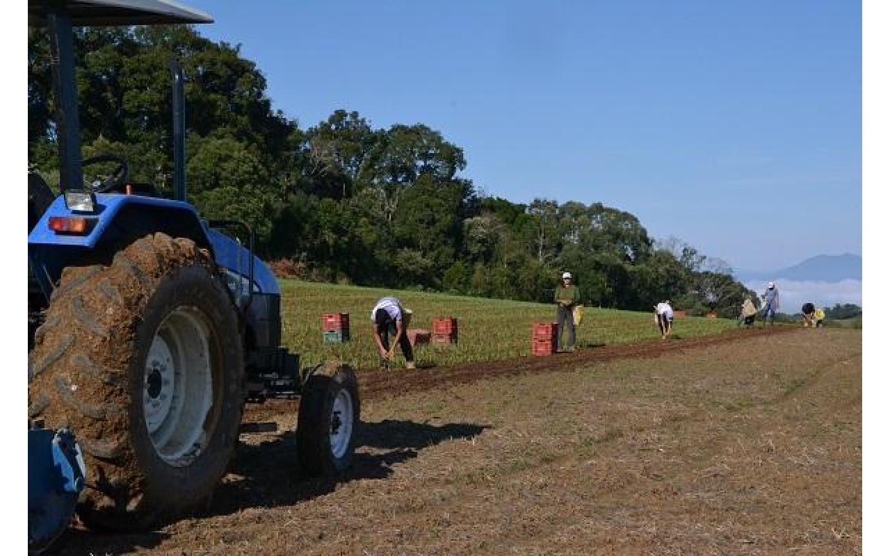 Alta no custo de produção pode fazer com que produtores de cebola reduzam áreas de plantio para a próxima safra