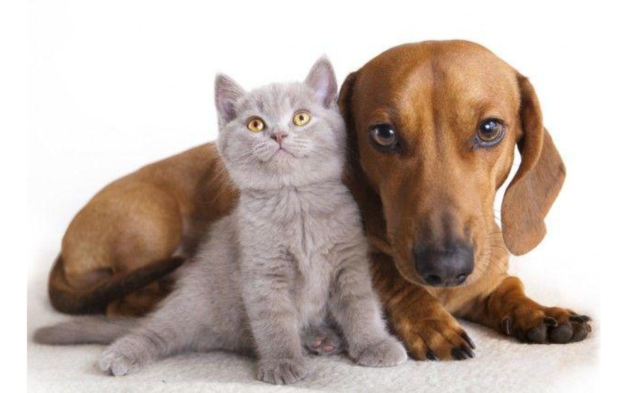 Associação As Patas organiza mutirão de castração de cães de gatos em Ituporanga