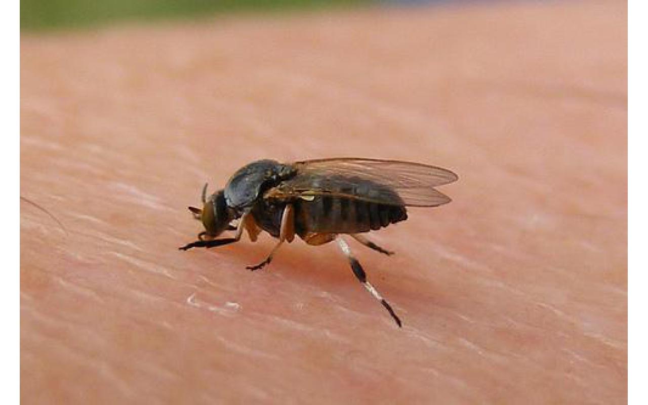 Campanha de combate ao borrachudo será realizada na Capital da Cebola