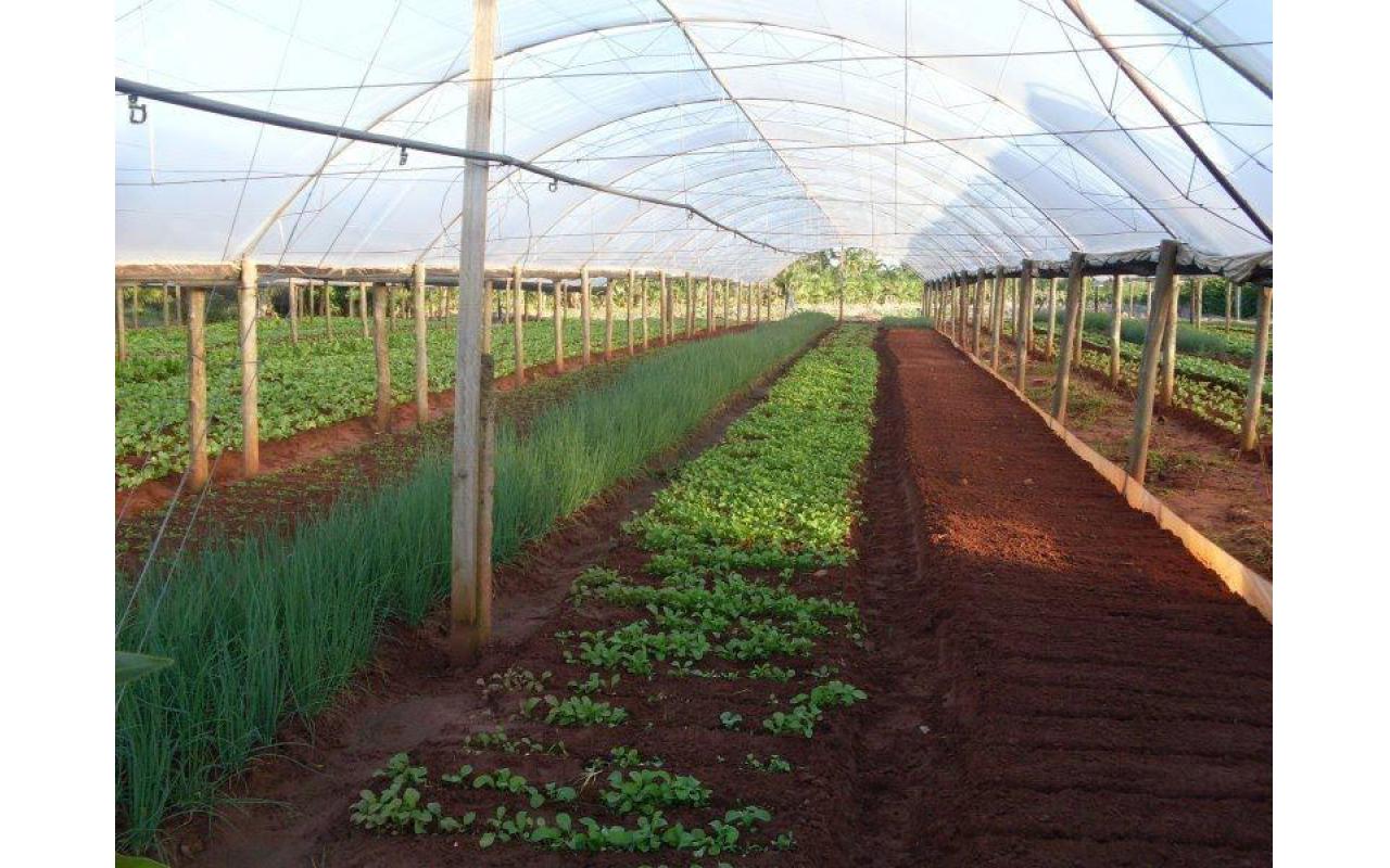 Cultivo protegido pode ser alternativa para garantir e aumentar a produtividade de hortaliças na Região da Cebola