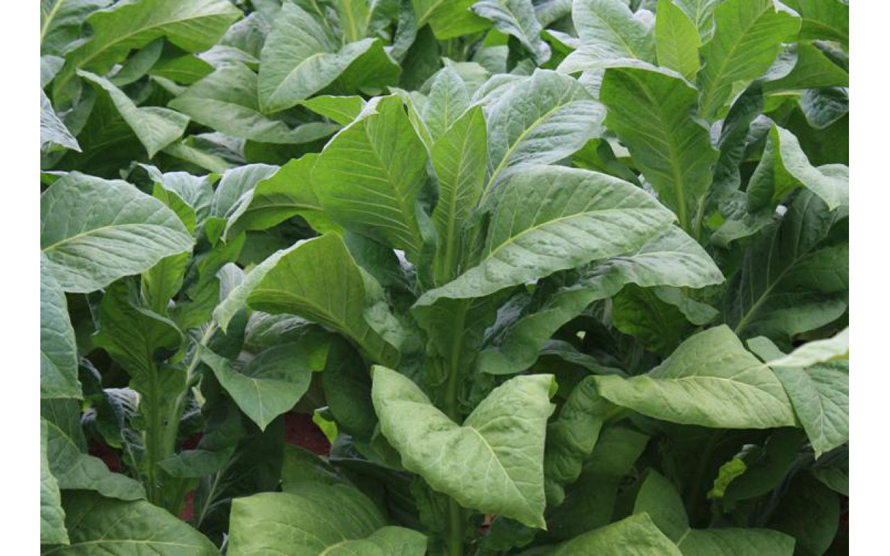 Custo de Produção do tabaco começa a ser finalizado e entidades já tem data para iniciar negociação da nova tabela de preços