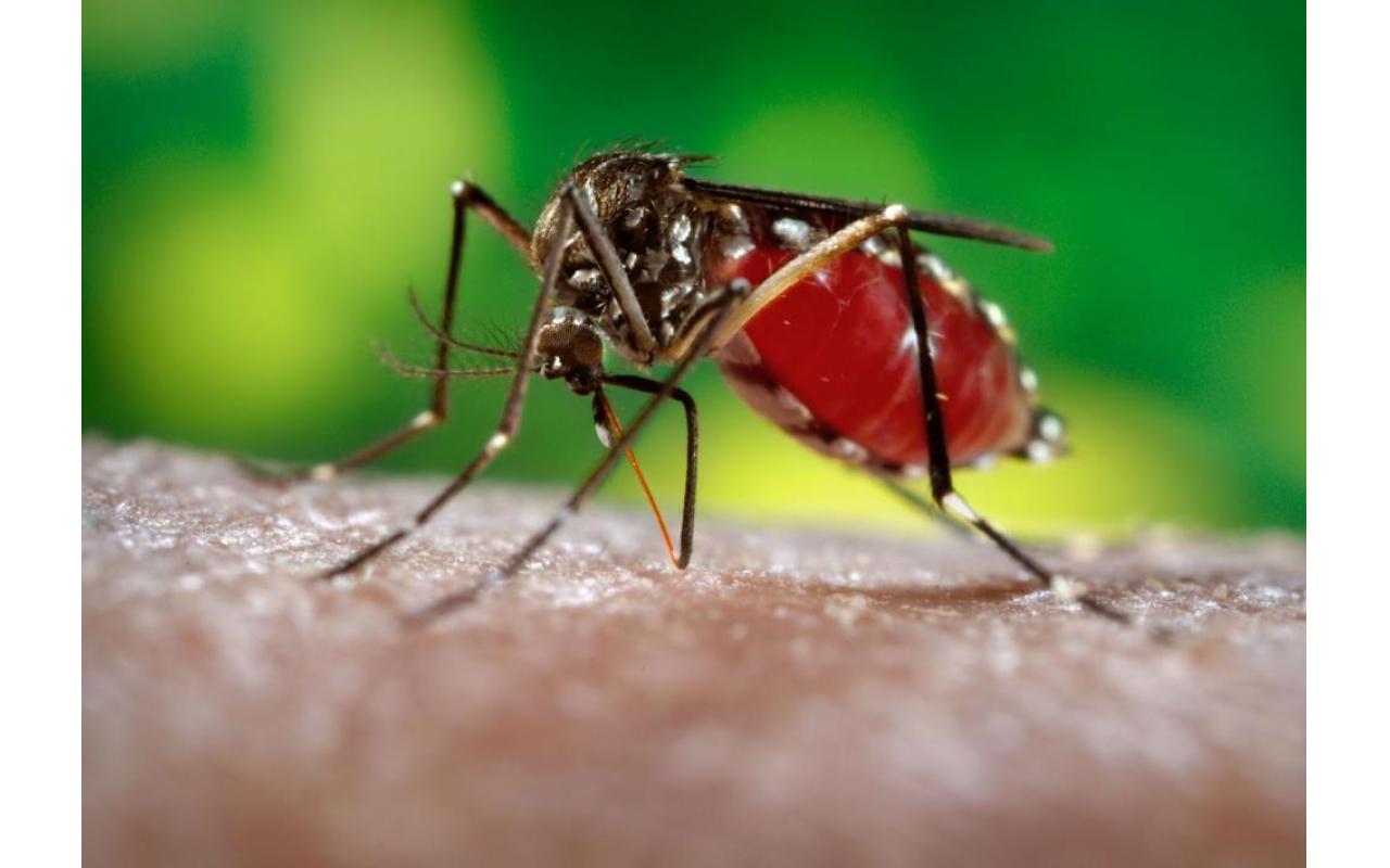 Entidades do Alto Vale se unem no combate ao mosquito Aedes Aegypi