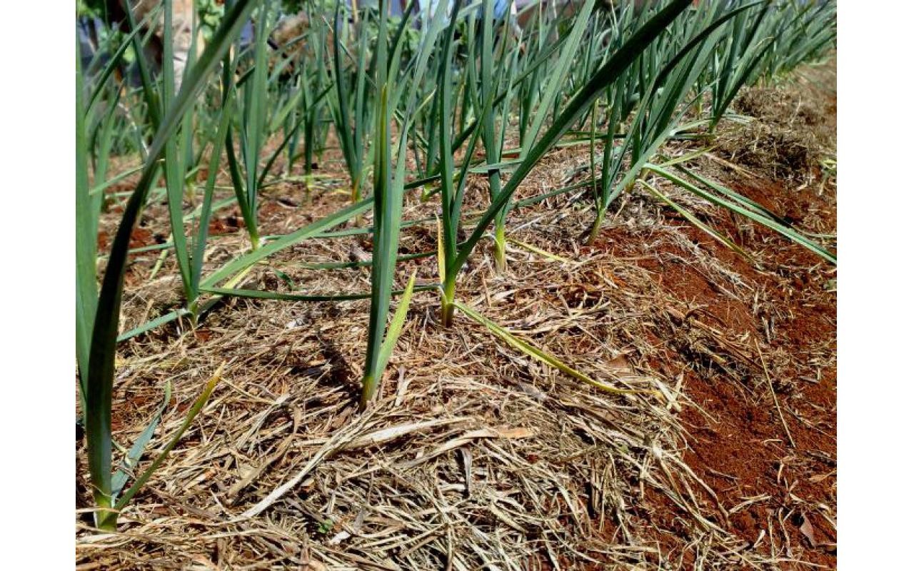 Epagri desenvolve estudo para viabilizar cultivo do alho na Região do Alto Vale