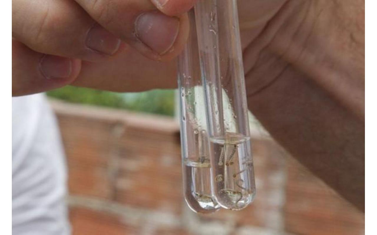 Focos do mosquito da dengue encontrados em Ituporanga estão controlados