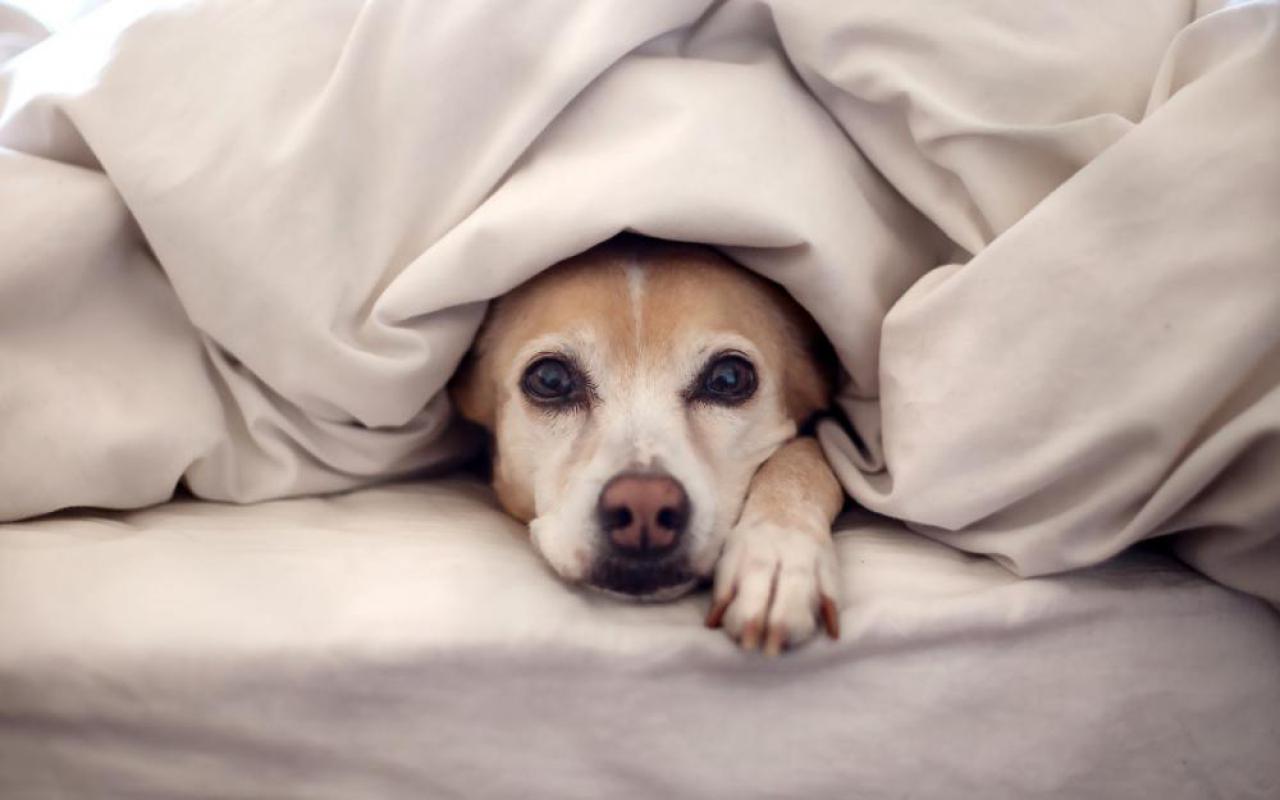 Frio requer cuidados especiais com os animais de estimação