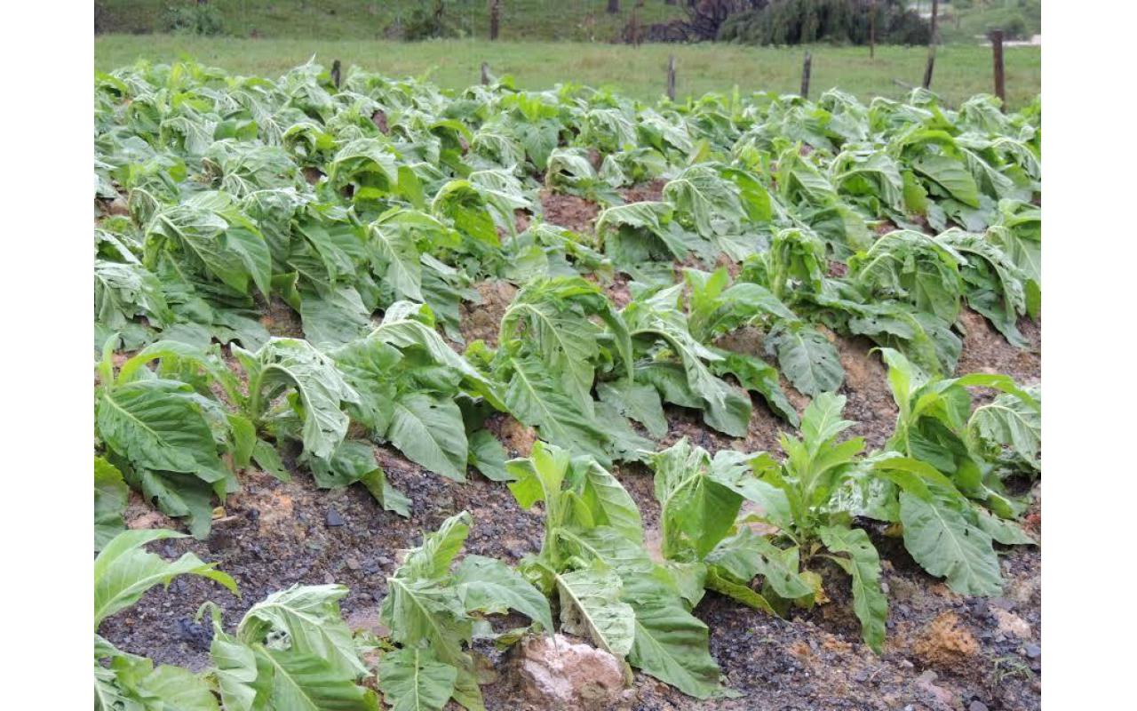 Levantamento da Epagri aponta prejuízos causados pelas chuvas na agricultura do Alto Vale