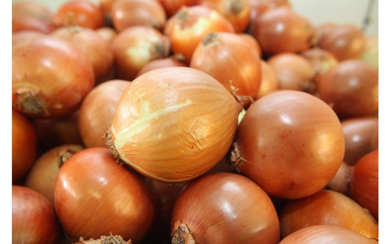 Produtores de cebola têm em abril desconto do PGPAF para quitar financiamentos