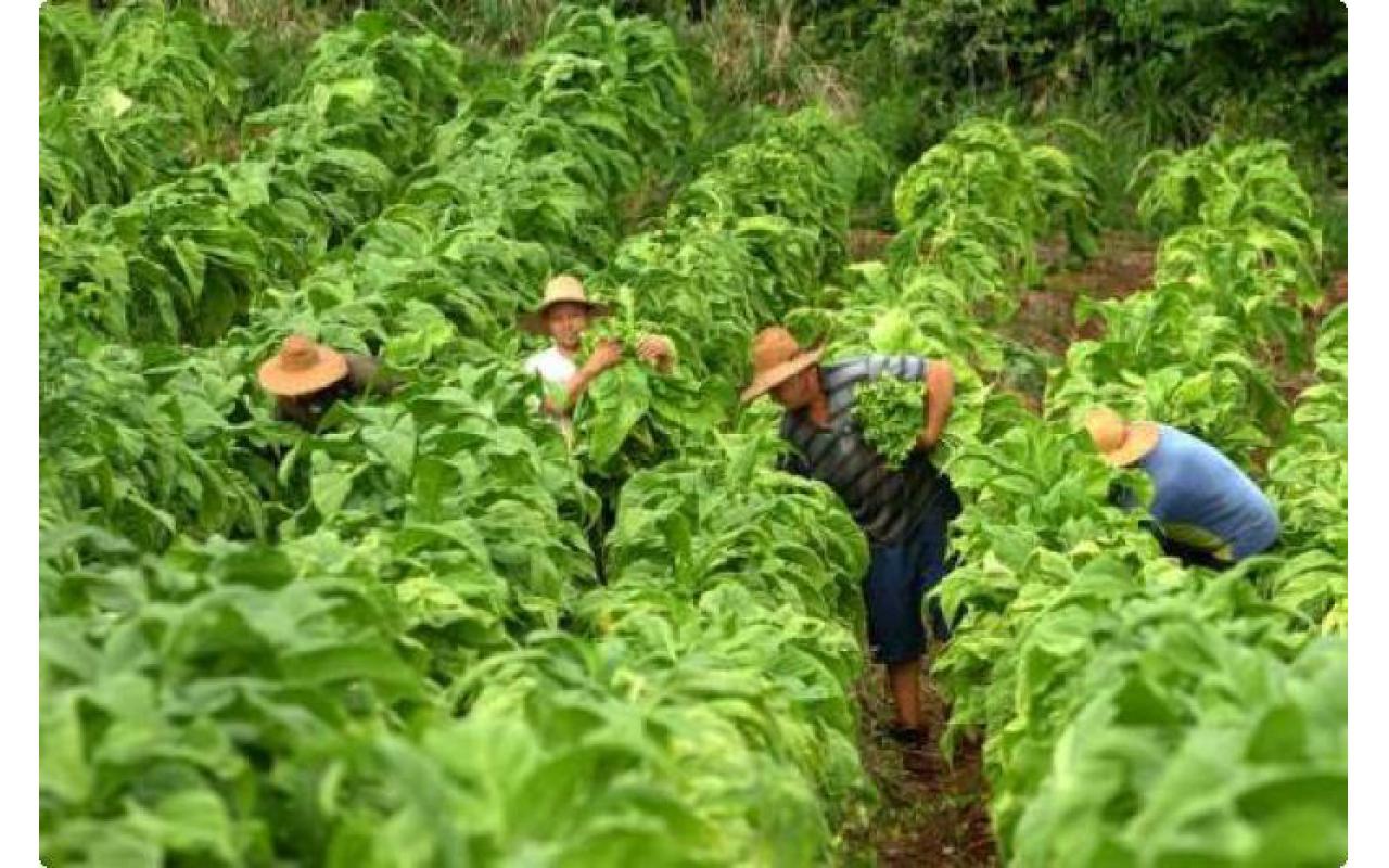 Produtores de fumo enfrentam dificuldades para conseguir financiamentos para diversificação da propriedade
