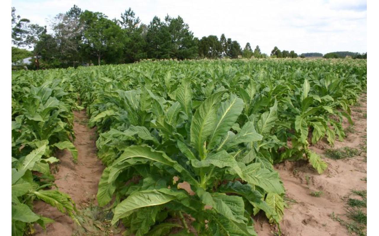 Safra de fumo fecha com cerca de 20% de perdas na produtividade para os fumicultores