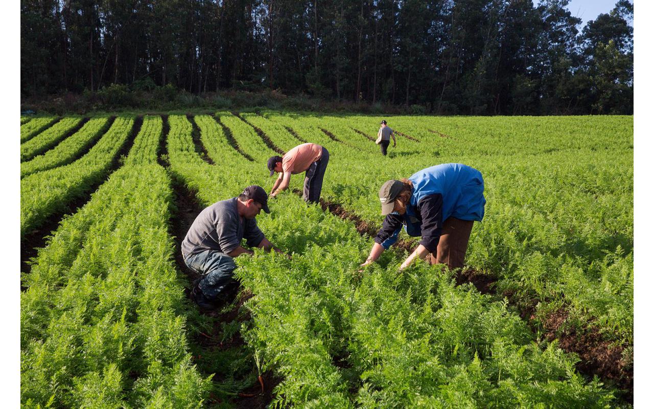 Presidente da FETAESC comemora a permanência incentivos a agricultura familiar no orçamento do país