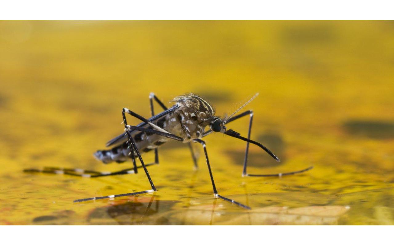 Santa Catarina se torna área de recomendação de vacinação contra febre amarela